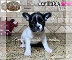 Small #4 Breeder Profile image