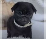 Small #5 Breeder Profile image