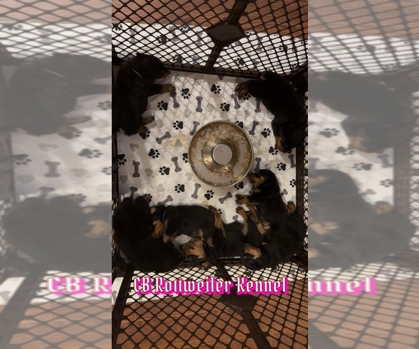 Medium Photo #1  Breeder Profile in INGLESIDE, TX, USA