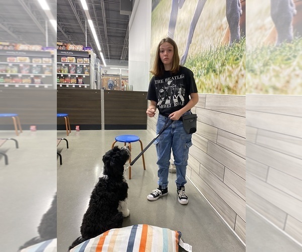 Medium Photo #61  Breeder Profile in BAYTOWN, TX, USA