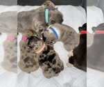 Small breeder photo