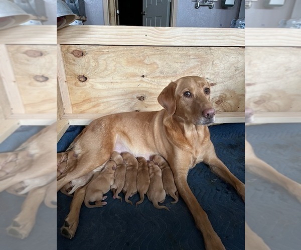 Medium Photo #1  Breeder Profile in MINNEAPOLIS, MN, USA