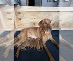 Small breeder photo