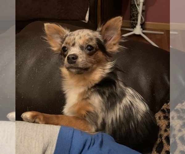 Medium Photo #101  Breeder Profile in TWINING, MI, USA