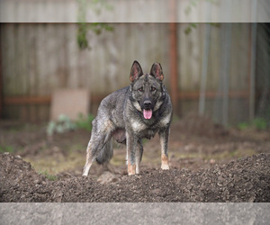 German Shepherd Dog Dog Breeder near PORTLAND, OR, USA