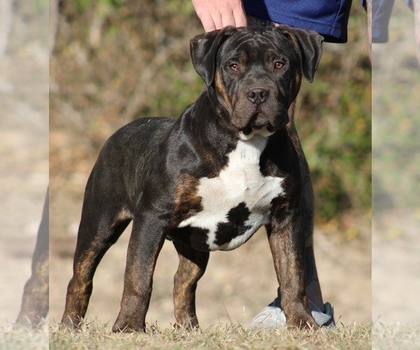 Medium Photo #6  Breeder Profile in LITTLE ELM, TX, USA