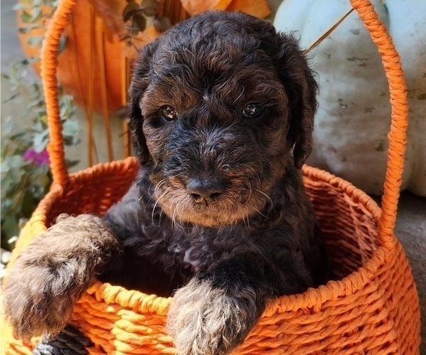 Medium Photo #3  Breeder Profile in WACO, TX, USA