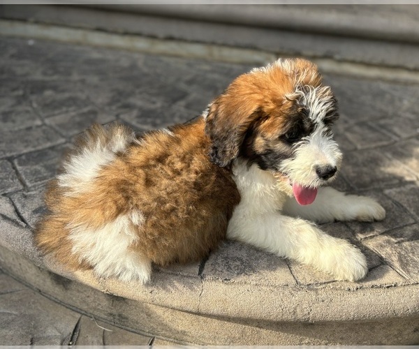Medium Photo #3  Breeder Profile in LITITZ, PA, USA