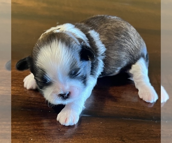 Medium Photo #1  Breeder Profile in DOWNEY, CA, USA