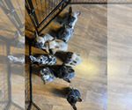 Small #1 Breeder Profile image