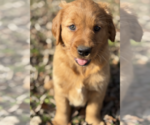 Small breeder photo