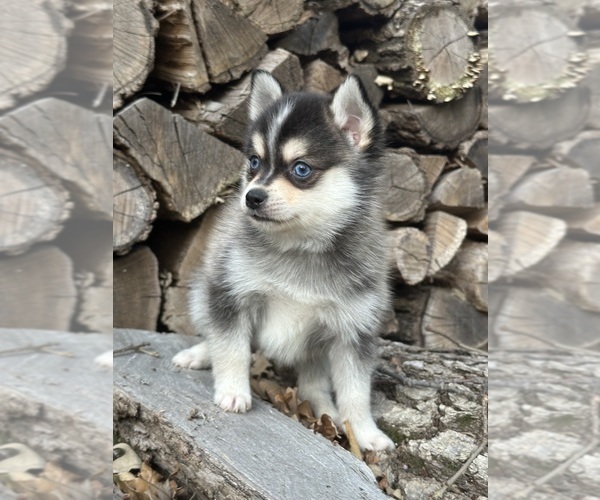 Medium Photo #44  Breeder Profile in STAPLES, MN, USA