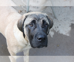 Mastiff Dog Breeder near ANNANDALE, VA, USA