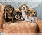 Small #1 Breeder Profile image