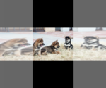 Small #4 Breeder Profile image