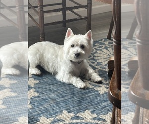 West Highland White Terrier Dog Breeder near PRESCOTT VALLEY, AZ, USA