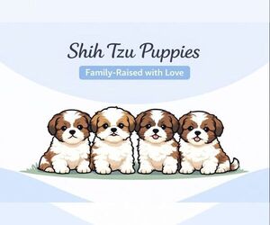 Shih Tzu Dog Breeder near BROCKPORT, NY, USA