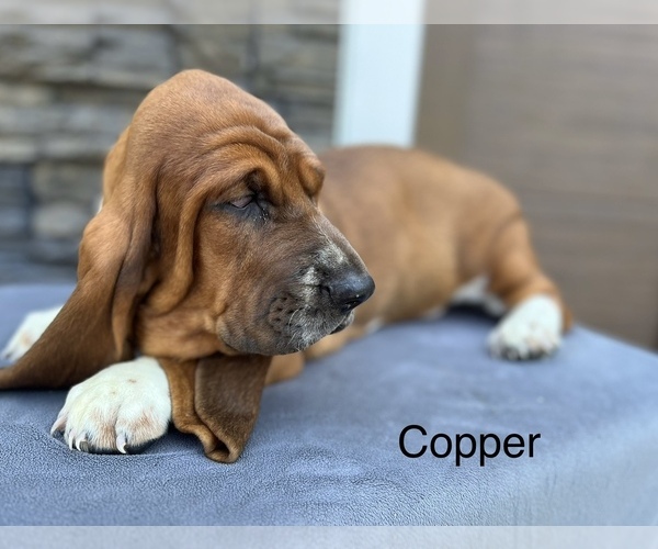 Medium Photo #2  Breeder Profile in DENVER, PA, USA