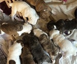 Small #3 Breeder Profile image