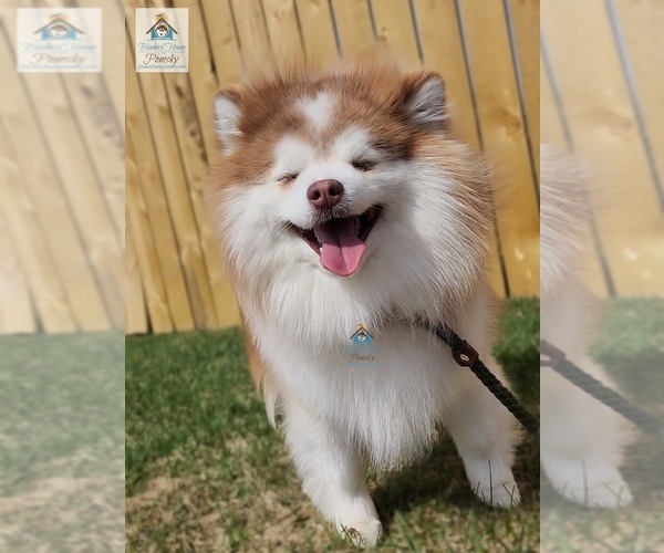 Medium Photo #38  Breeder Profile in BURNS TOWNSHIP, MN, USA