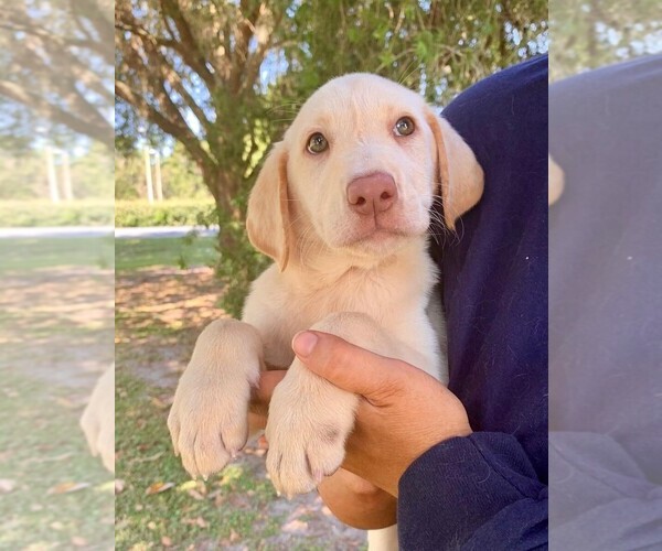 Medium Photo #1  Breeder Profile in FLEMING ISLE, FL, USA