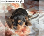 Small breeder photo