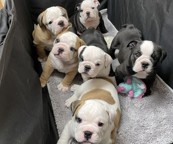 Medium Photo #1  Breeder Profile in MANSFIELD, TX, USA