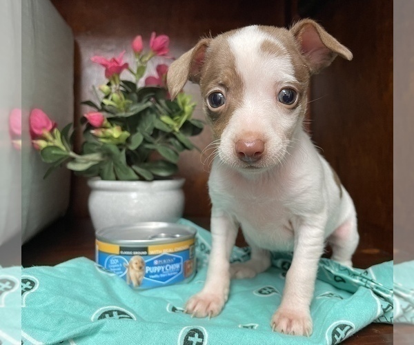 Medium Photo #13  Breeder Profile in WHITAKERS, NC, USA