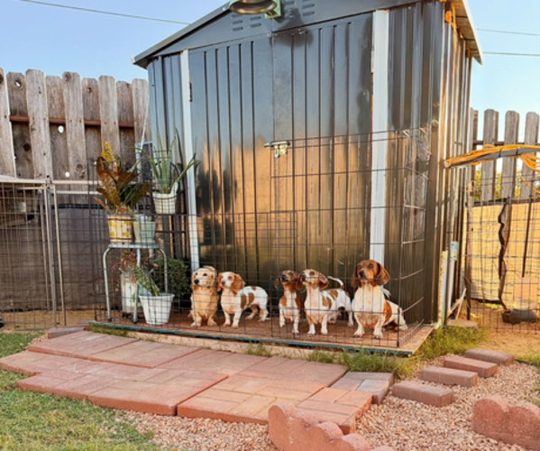 Medium Photo #1  Breeder Profile in FAIRVIEW, OK, USA