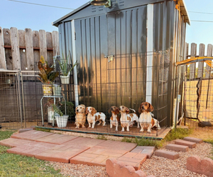 Medium Breeder Profile Photo