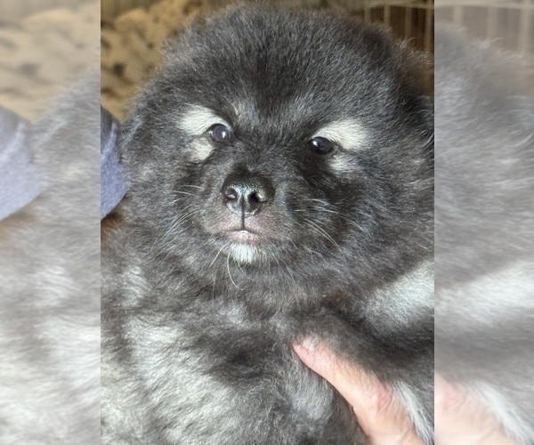 Medium Photo #1  Breeder Profile in MANASSAS, VA, USA