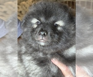 Keeshond Dog Breeder near MANASSAS, VA, USA