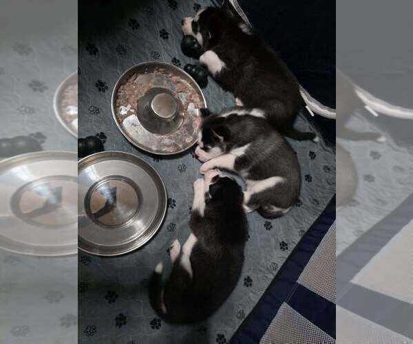 Medium Photo #22  Breeder Profile in ALTON, IL, USA