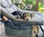 Small #24 Breeder Profile image