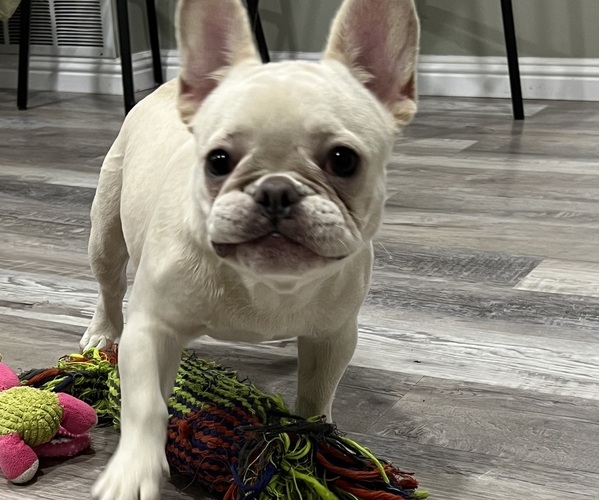 Medium Photo #5  Breeder Profile in BREA, CA, USA