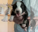 Small #17 Breeder Profile image