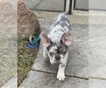 Small breeder photo