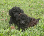 Small #51 Breeder Profile image