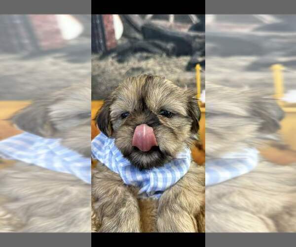 Medium Photo #16  Breeder Profile in SANDOWN, NH, USA