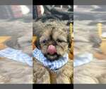 Small #15 Breeder Profile image