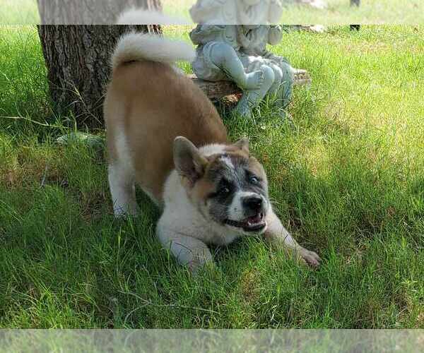 Medium Photo #1  Breeder Profile in TULAROSA, NM, USA
