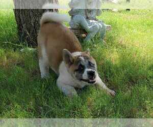 Akita Dog Breeder in TULAROSA,  USA