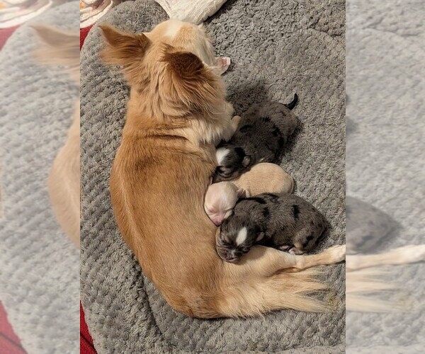 Medium Photo #4  Breeder Profile in MIDLAND, TX, USA