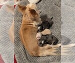 Small #3 Breeder Profile image