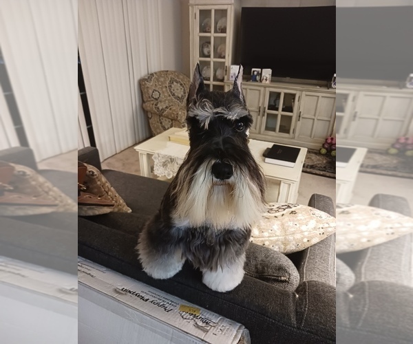 Medium Photo #6  Breeder Profile in O FALLON, IL, USA