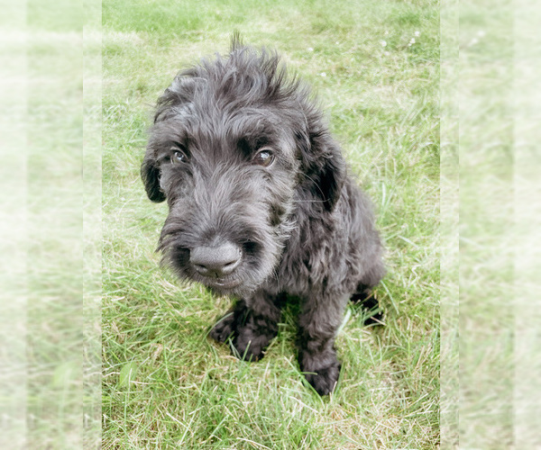 Medium Photo #1  Breeder Profile in SIDNEY, OH, USA