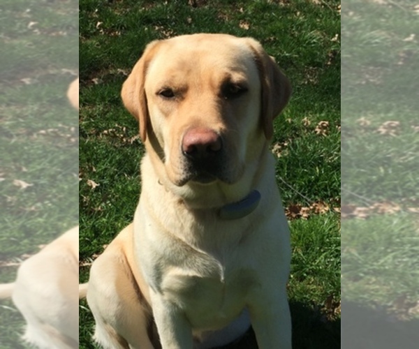 Medium Photo #1  Breeder Profile in FREELAND, MD, USA