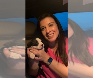 Boston Terrier Dog Breeder near VALDOSTA, GA, USA