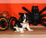 Small #56 Breeder Profile image