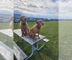 Small #56 Breeder Profile image